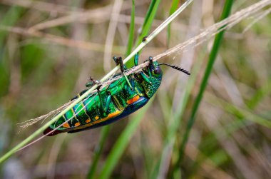 Mücevher beetle alan makro çekim, Tayland