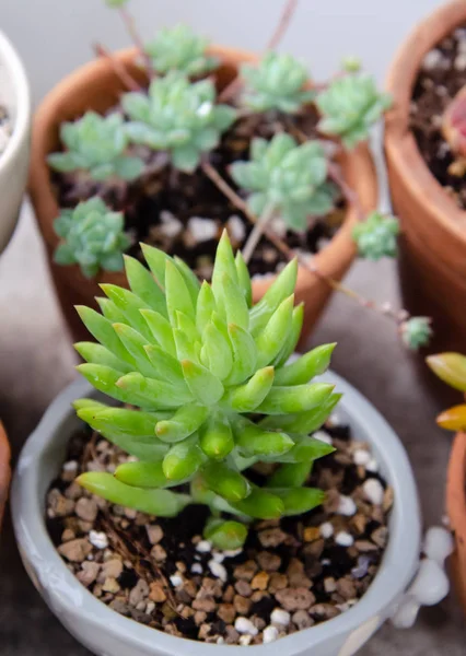 Cactus Träd Blomkruka Liten Trädgård — Stockfoto