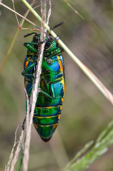 Jewel Beetle Field Macro Shot Thailand — Stock Photo, Image