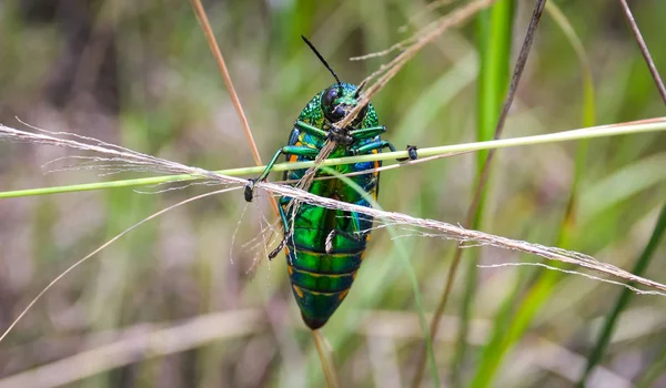 Jewel beetle in field macro shot, Thailand