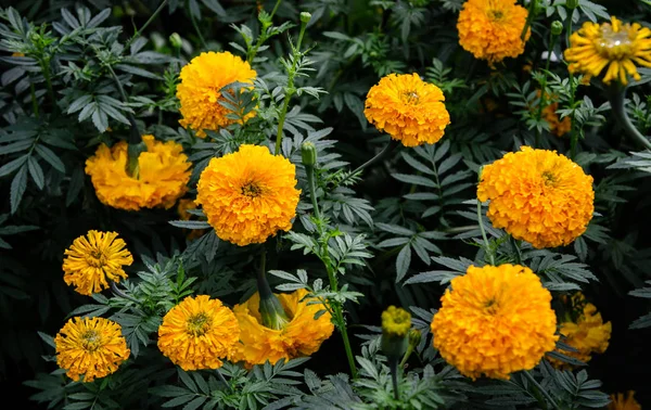 マリーゴールドの花や庭の花 — ストック写真