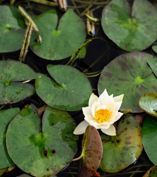 Havuzda Güzel Canlı Lotus Çiçeği — Stok fotoğraf