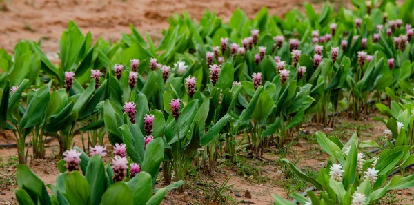 Siam Tulip Garden Thailand — Stock Photo, Image