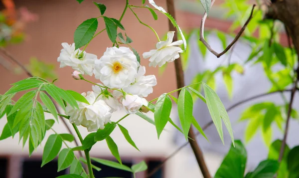 Flor Rosa Blanca Jardín —  Fotos de Stock