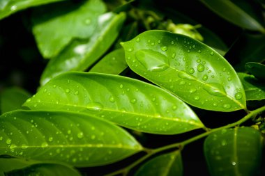 Yeşil yaprağa yağmur damlaları