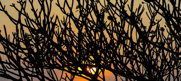 Silhueta Frangipani Ramo Árvore Com Fundo Céu Por Sol — Fotografia de Stock