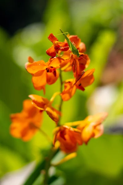 花园里橘子兰花上的蝗虫 — 图库照片