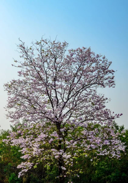 ツリーに素敵なピンクのトランペットの木の花 — ストック写真