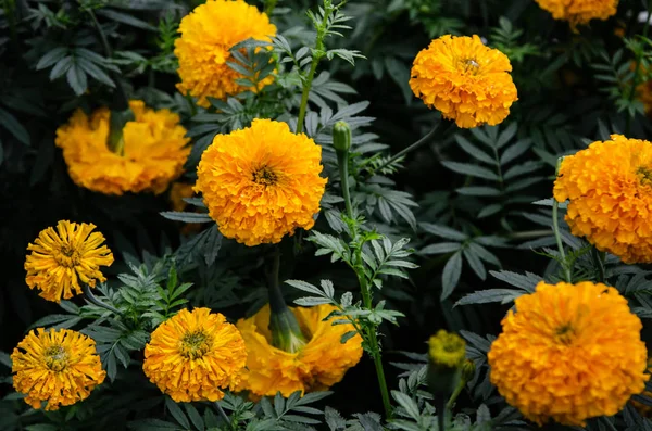 Marigold Flower Paper Flower Garden — Stock Photo, Image