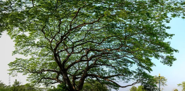 Vista Panorâmica Árvore Grande — Fotografia de Stock