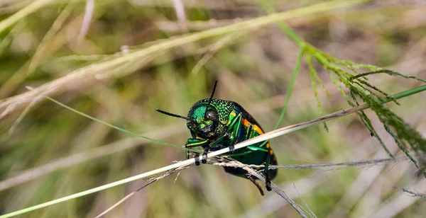 Jewel Beetle Field Macro Shot Thailand — Stock Photo, Image