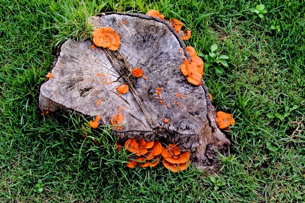 Orange Mushroom Growth Wooden Stump Pycnoporus Cinnabarinus Also Known Cinnabar — Stock Photo, Image