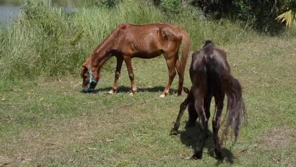 Лошади Едят Траву Зеленом Поле — стоковое видео