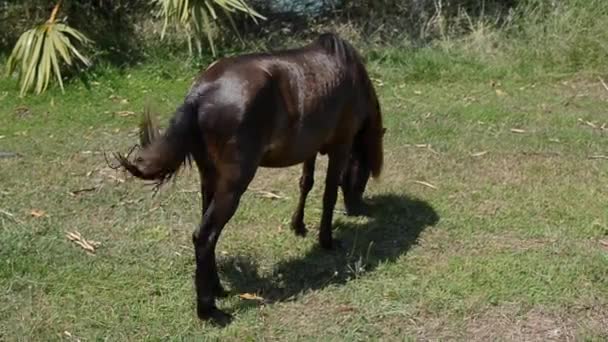 Hästen Äter Gräs Gröna Fält — Stockvideo