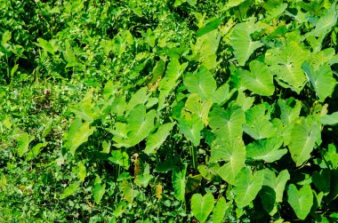 Güzel kırsal manzara, yaprak yeşil alan