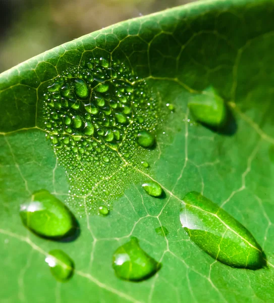 Rain Drop Green Leaf Close Shot — Stock Photo, Image