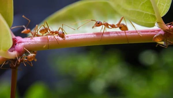 Semut Merah Pohon — Stok Foto