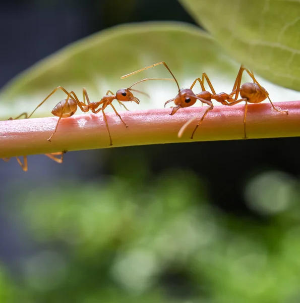 Semut Merah Pohon — Stok Foto