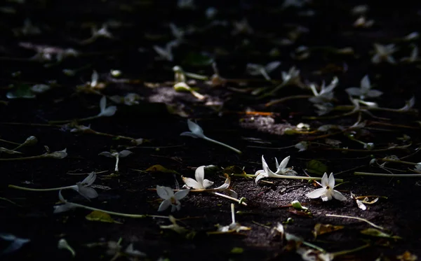 Fleur Liège Tomber Sur Sol Avec Lumière Soleil Vers Bas — Photo