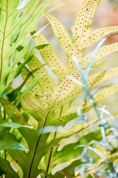 Fern Leaf Nära Upp Nautre Bakgrund — Stockfoto