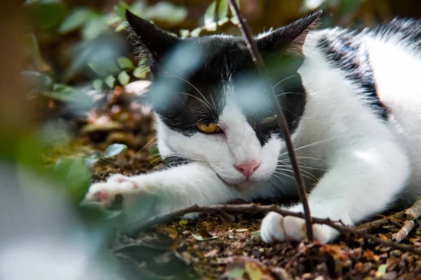 Repose Chat Sol Dans Jardin Portrait Animal — Photo
