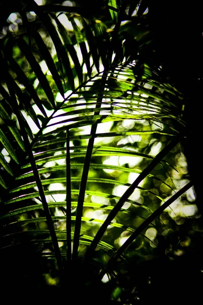 Ładne Drzewo Liść Abstrakcja Naturalne Światło — Zdjęcie stockowe