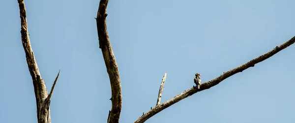 Descanso Aves Árbol Seco —  Fotos de Stock