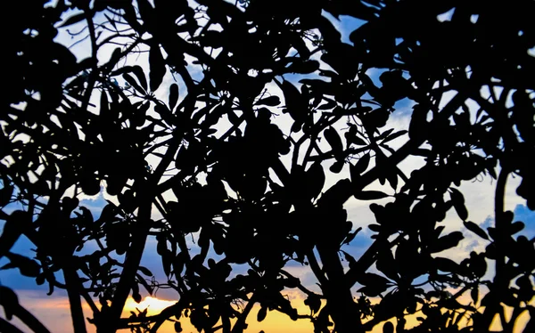 抽象的な背景 夕焼けの空を背景に木のシルエット — ストック写真