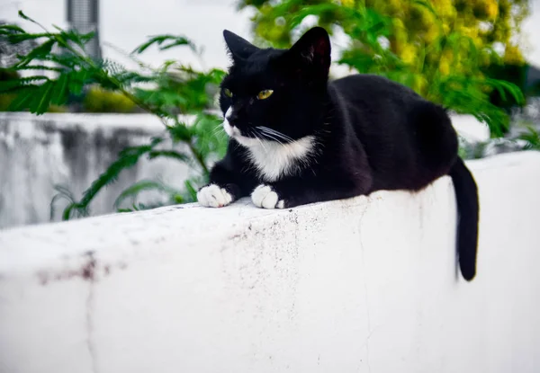 Cat Resten Vit Vägg Med Träd Och Blå Himmel Bakgrund — Stockfoto