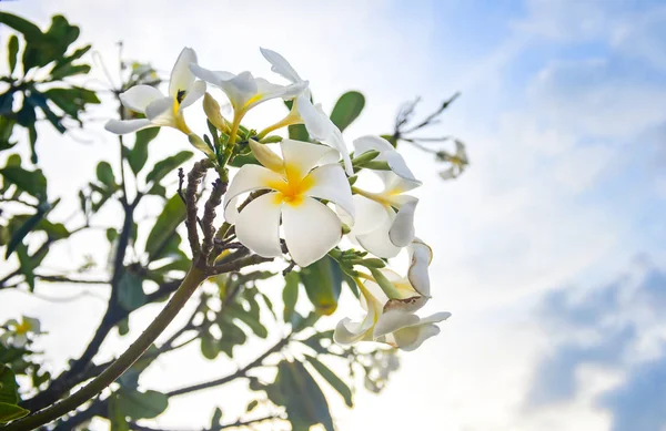 Květina Plumeria Pozadí Modré Oblohy Kvetoucí — Stock fotografie