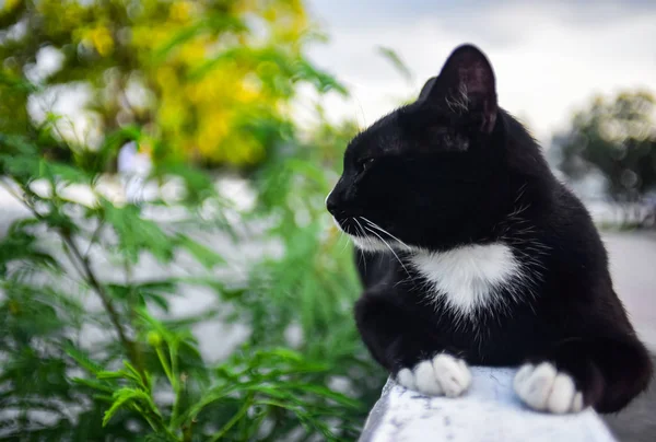 Descanso Gato Parede Branca Retrato Animal Perto — Fotografia de Stock