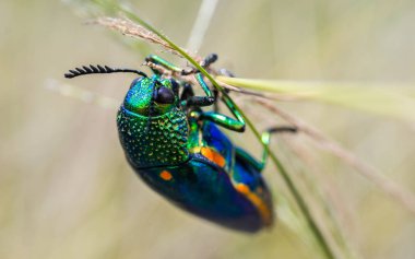 Mücevher beetle alan makro çekim, Tayland