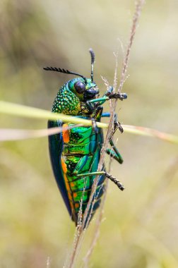 Mücevher beetle alan makro çekim, Tayland