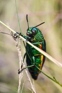 Mücevher beetle alan makro çekim, Tayland