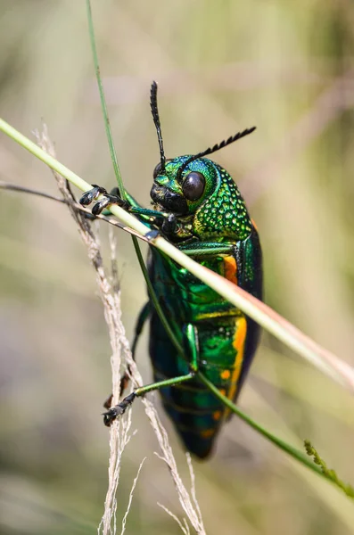 Beetle Klejnot Pole Makro Strzał Tajlandia — Zdjęcie stockowe