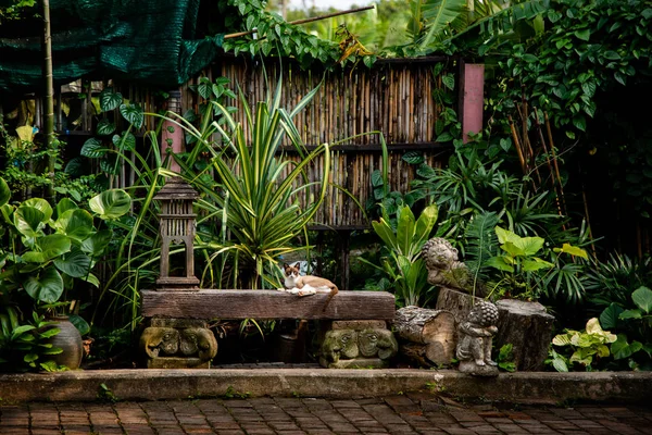 Gato Estabelece Cadeira Com Agradável Decorar Jardim — Fotografia de Stock