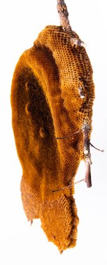 Hoenycomb kadar yakın ve izole