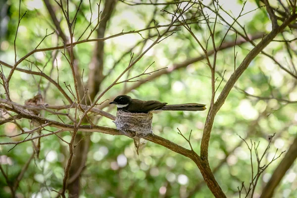 Malaiischer Rattenfänger Nest Rhipidura Javanica Sparrman 1788 — Stockfoto