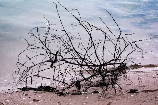 Arbre Séché Bord Mer Fond Naturel — Photo