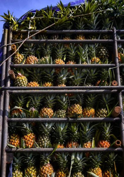 Pineapple fruit on truck, Harvest tropical fruit in Thailand