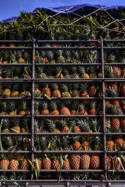 Pineapple fruit on truck, Harvest tropical fruit in Thailand