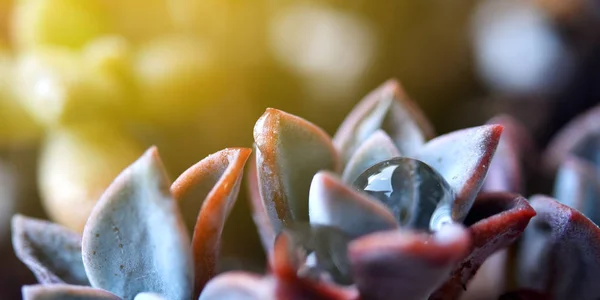 Joli Cactus Avec Des Gouttelettes Lumière Soleil — Photo