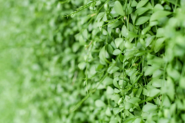 Parede de planta verde, Jardim vertical — Fotografia de Stock