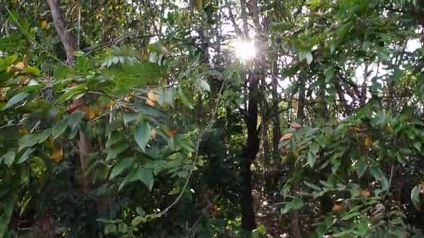 Luz Solar Bengalas Con Fondo Forestal — Vídeo de stock
