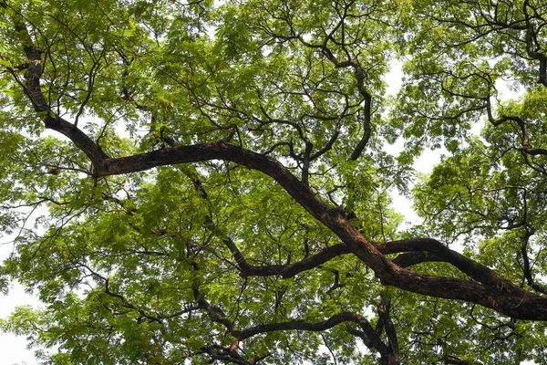 Tree Conopy Árvore Grande Com Folha Verde — Fotografia de Stock