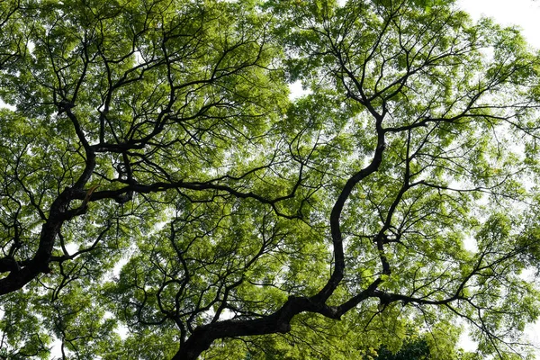 Conopy Árbol Árbol Grande Con Hoja Verde —  Fotos de Stock