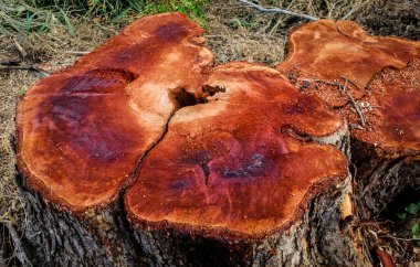 Stump, ağaç cuted kırsal Tayland