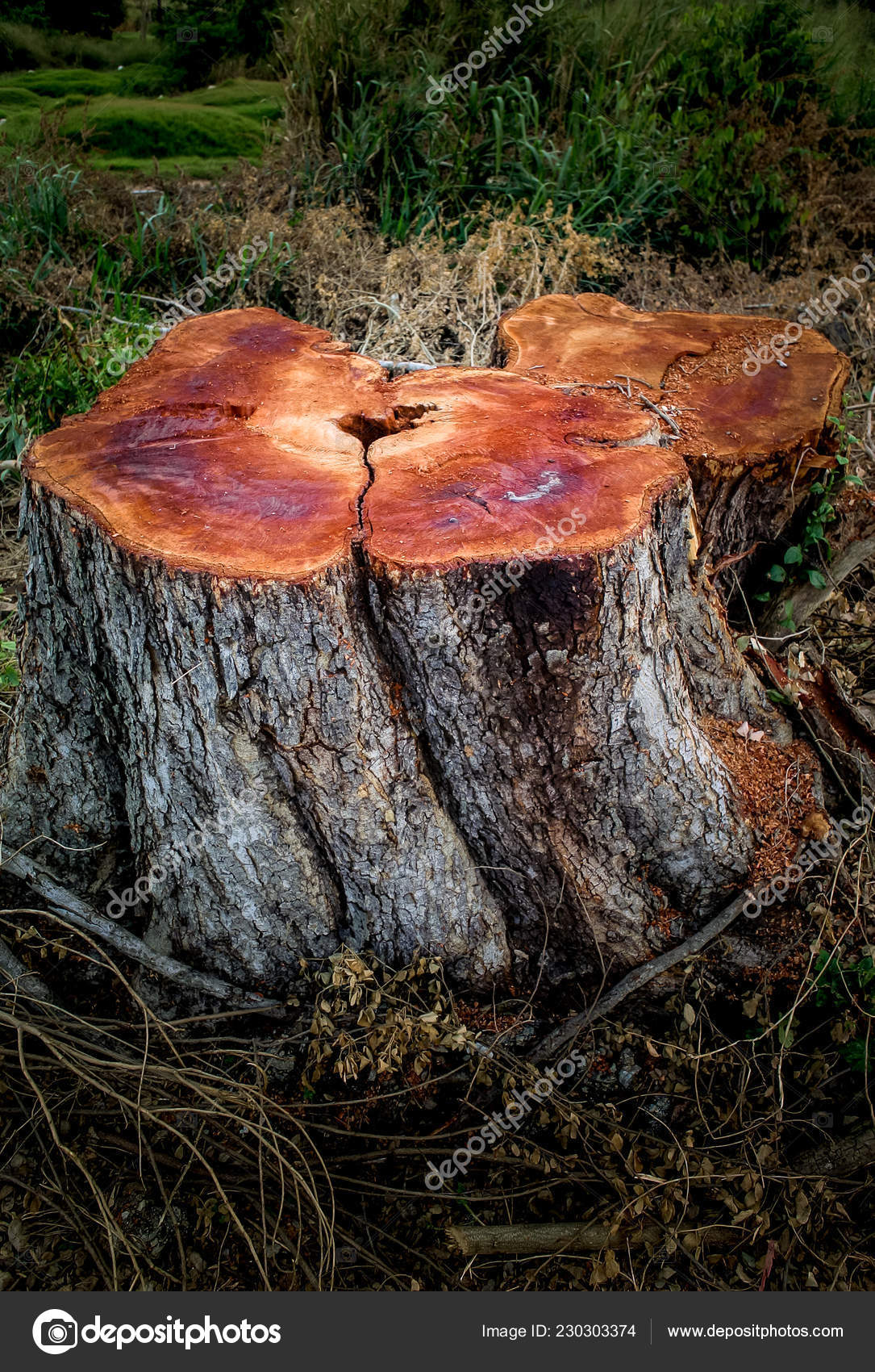 Stump Tree Cuted Countryside Thailand Stock Photo Image By C Pixbox77 Stump Tree Cuted Countryside Thailand Stock Photo Image By C Pixbox77