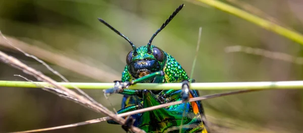 Jewel Beetle Field Macro Shot Thailand — Stock Photo, Image