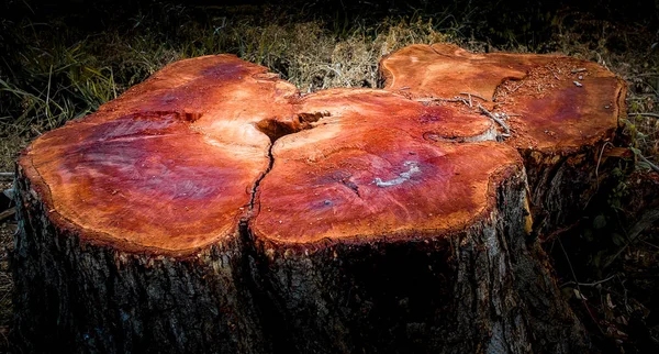 Stump Árvore Cortada Campo Tailândia — Fotografia de Stock